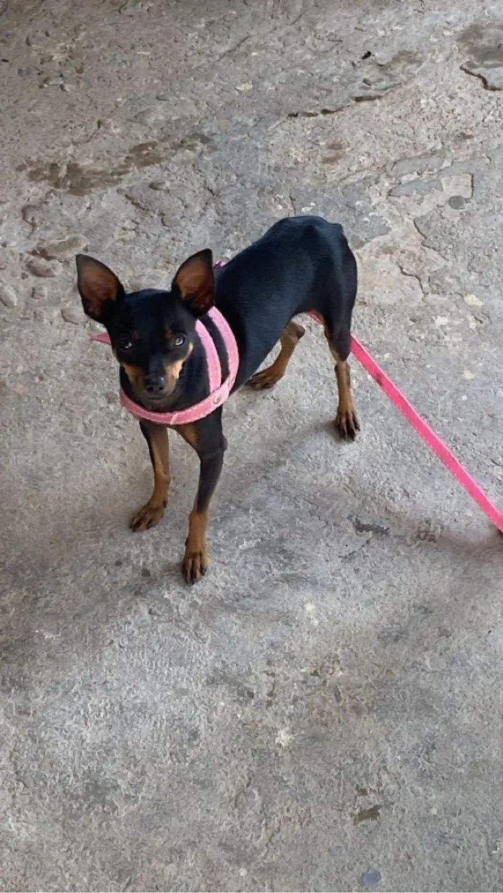 Pinscher número 1 - Foto 3