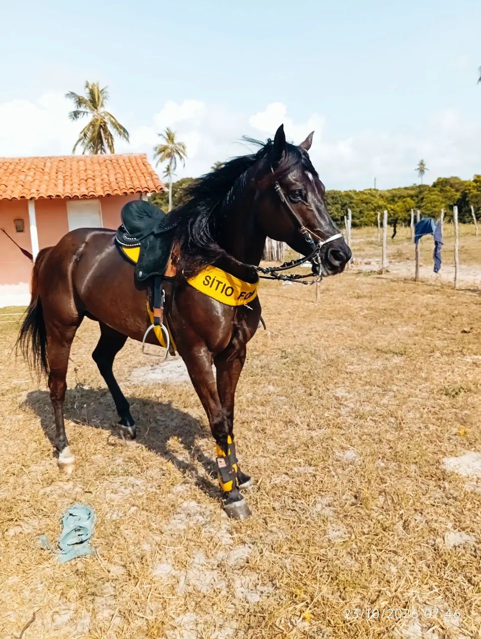 Cavalo QM