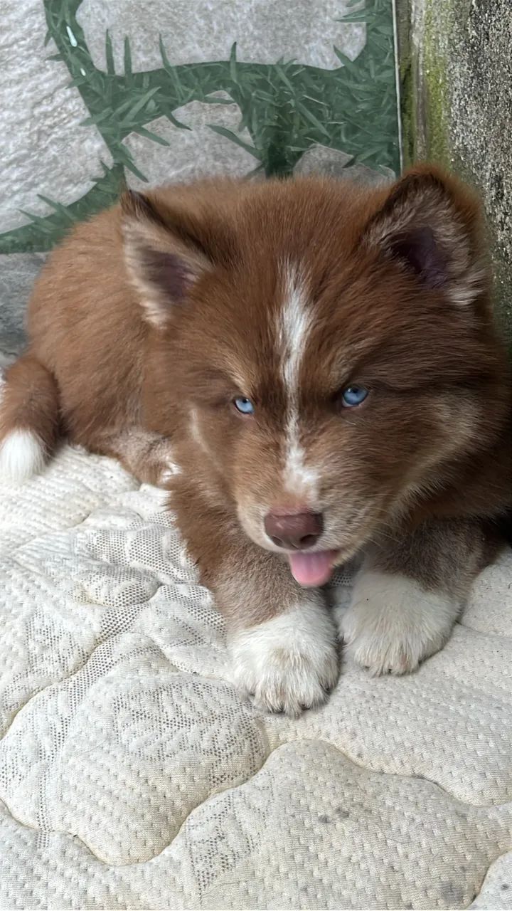 Husky siberiano  - Foto 3