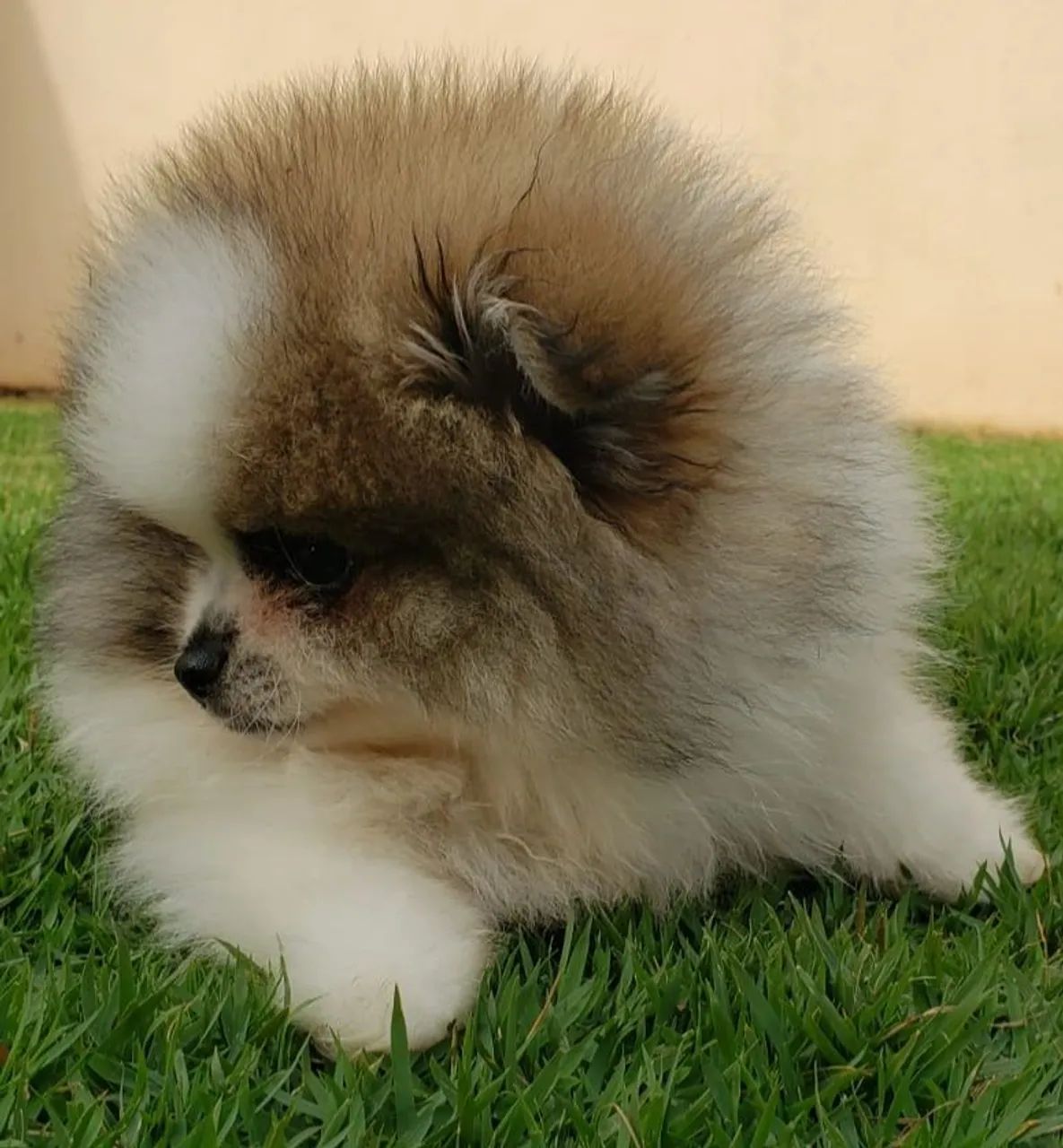 Spitz alemão macho  - Foto 5