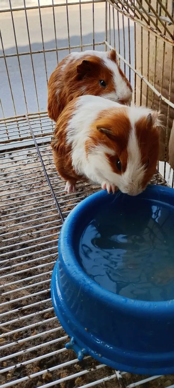 Vendo porquinhos da índia  - Foto 5