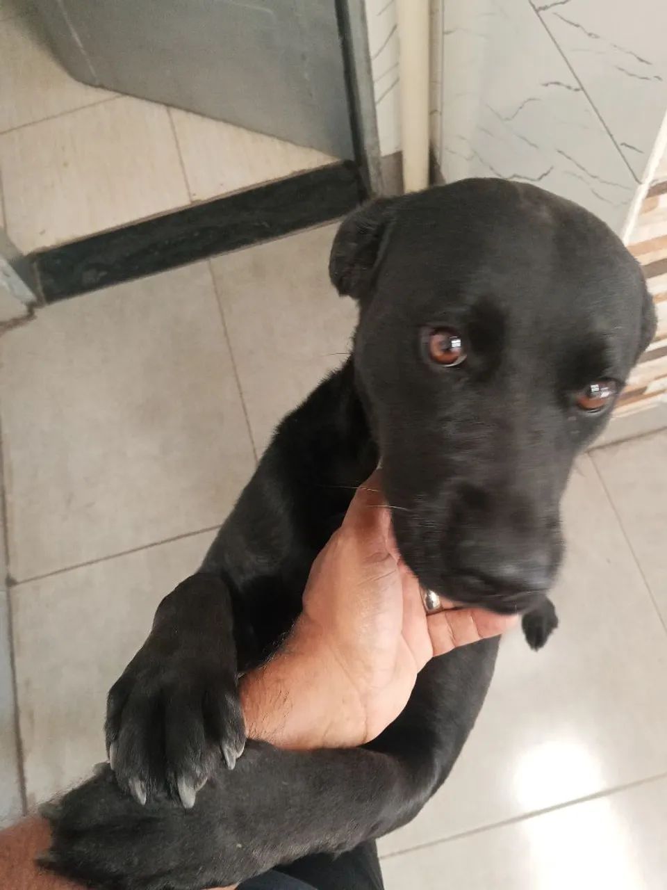 Doação de cadela   - Foto 3