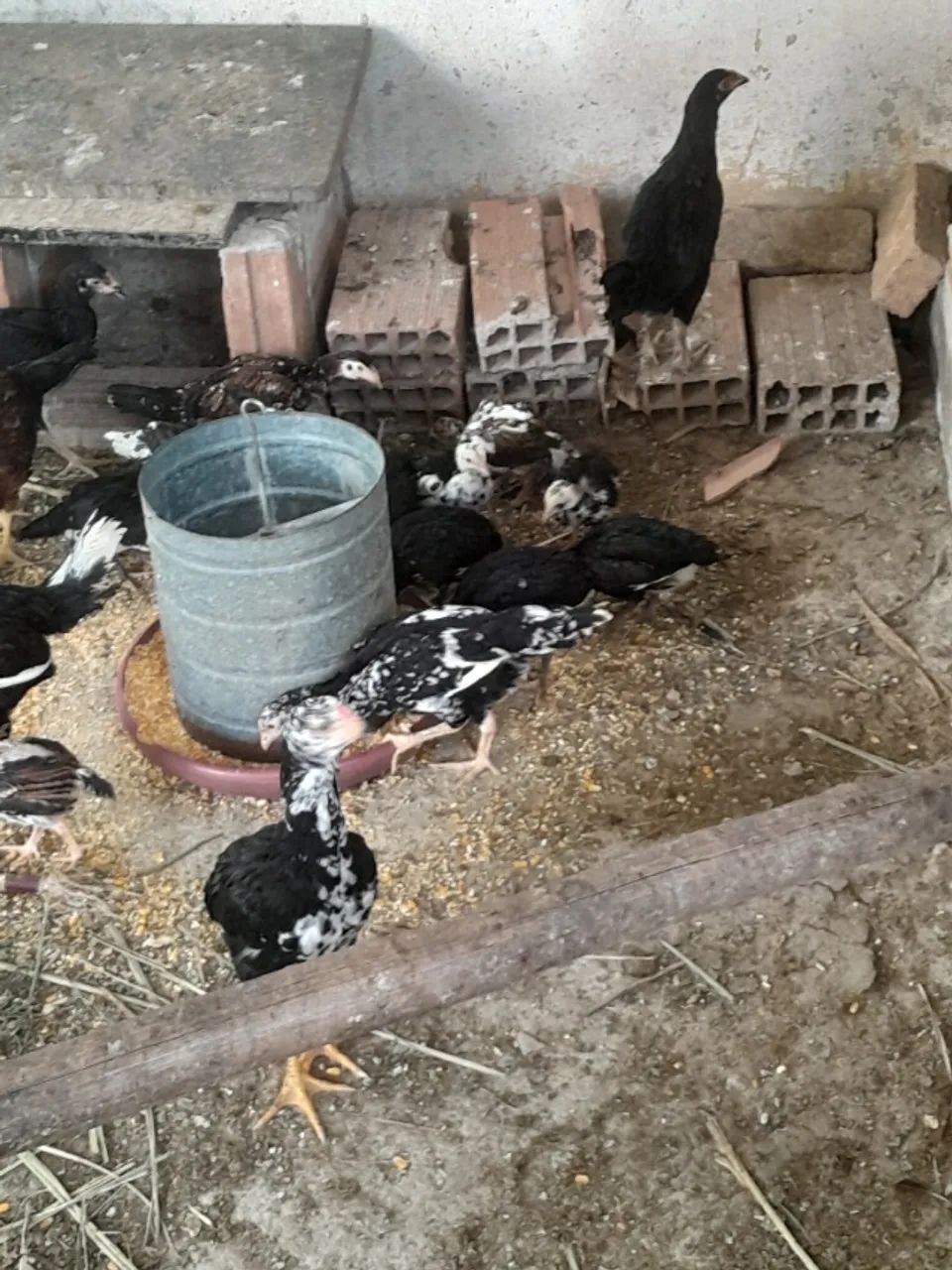 Franguinhos e franguinhas índio cipó - Foto 2