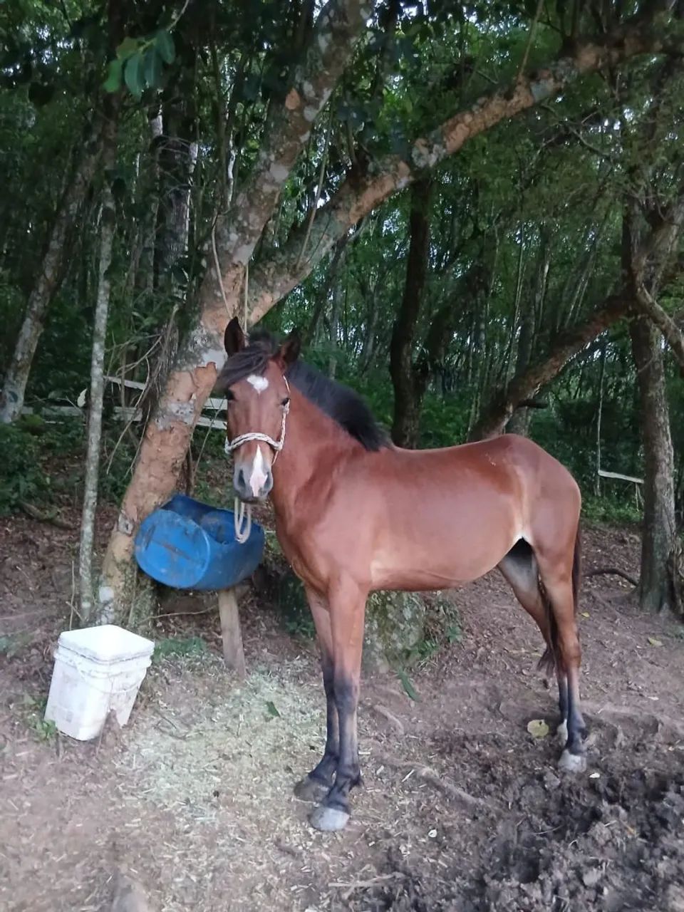 Egua 