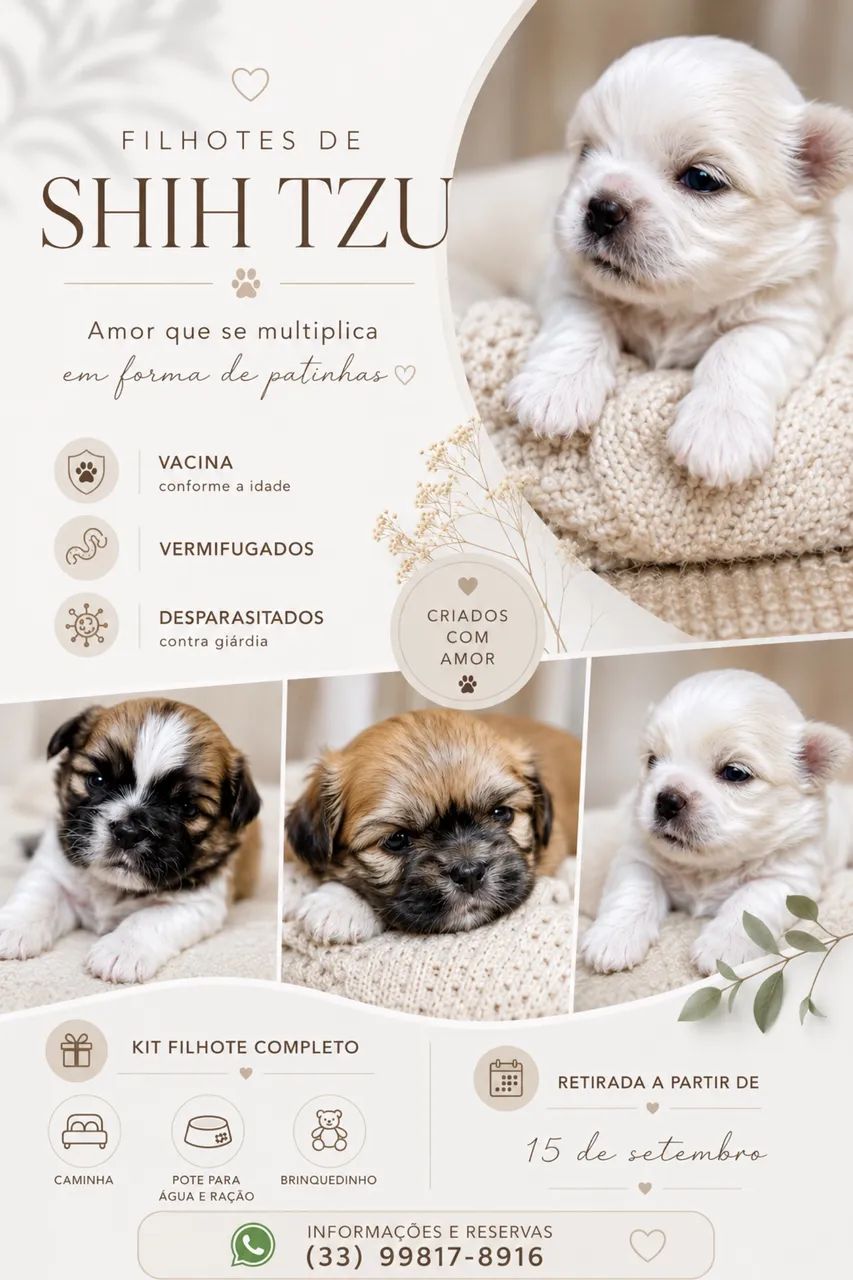 Shih Tzu