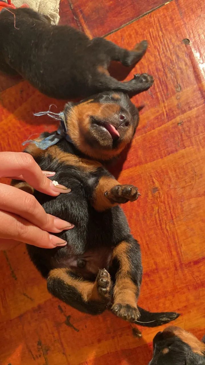 Rottweiler 