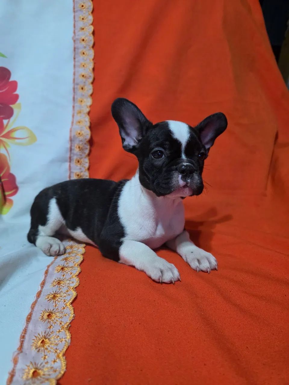 Bulldogue francês  - Foto 5