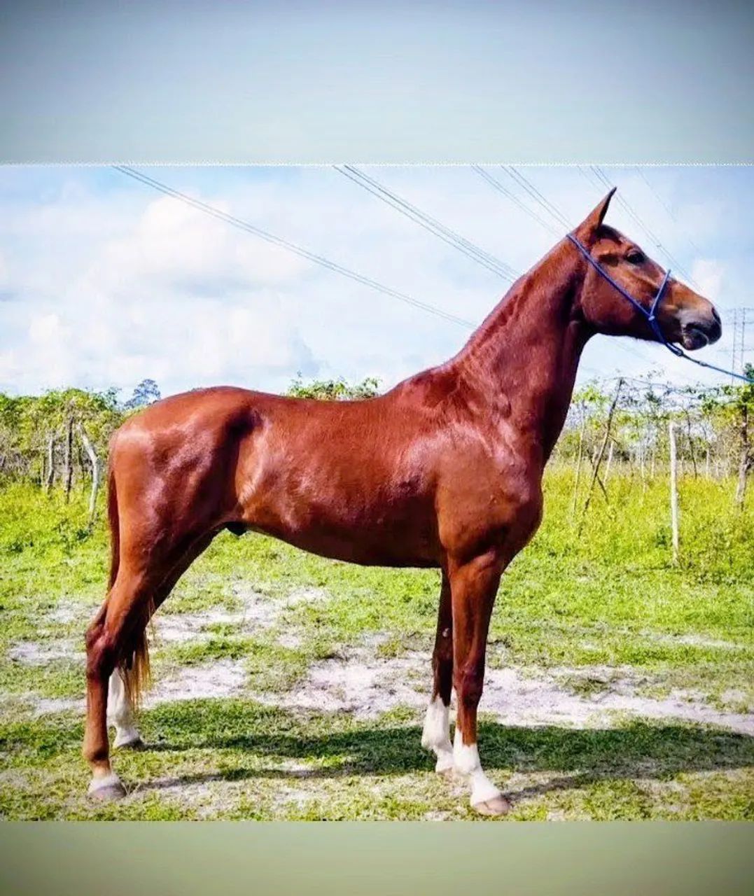 Cavalo MM 
