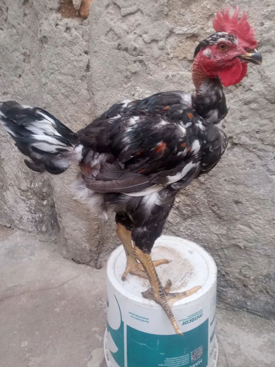 Frango Polaco Balão 