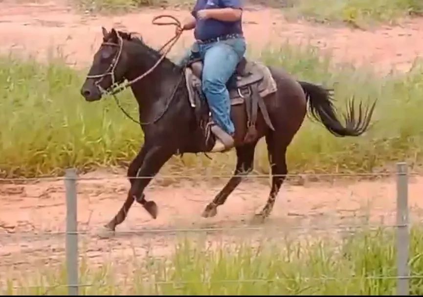 CAVALO QUARTO DE MILHA (Vendo Ou Troco) - Foto 4