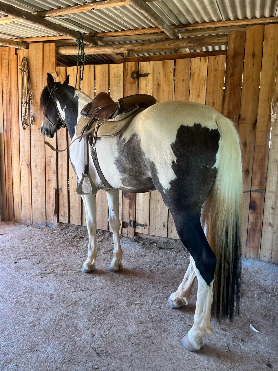Cavalo - Foto 5