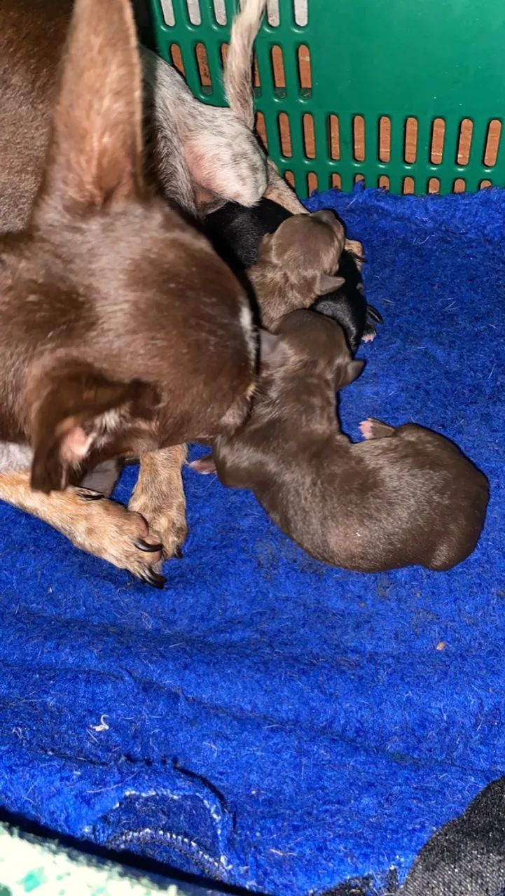 Pinscher - Foto 5