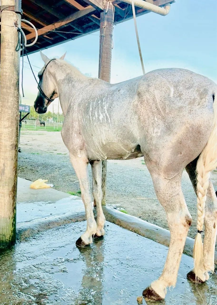 Cavalo mangalarga  - Foto 4