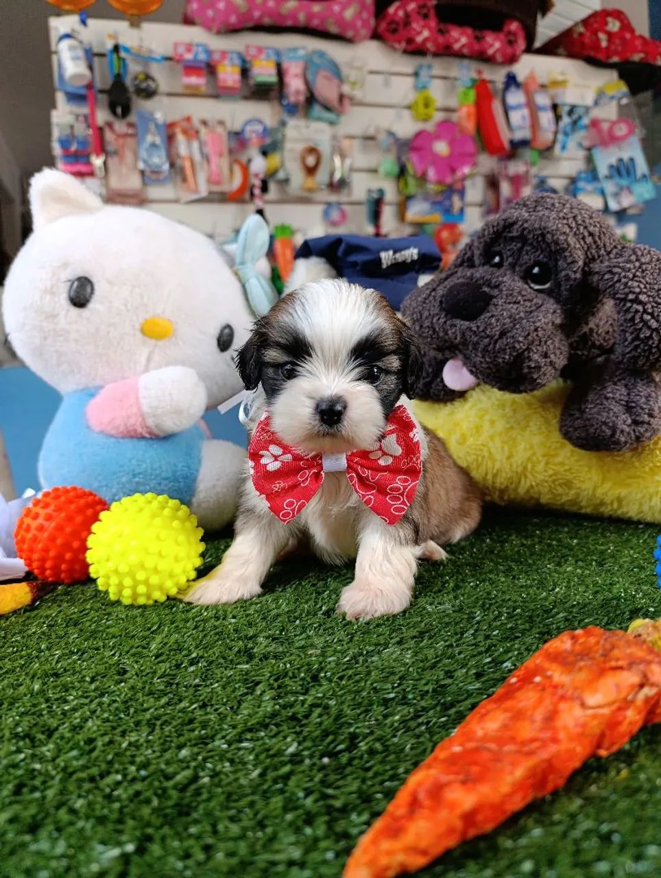 Filhote de Lhasa Apso macho tricolor  - Foto 2