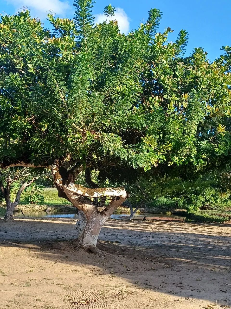 VENDO EXCELENTE CHÁCARA  - Foto 3