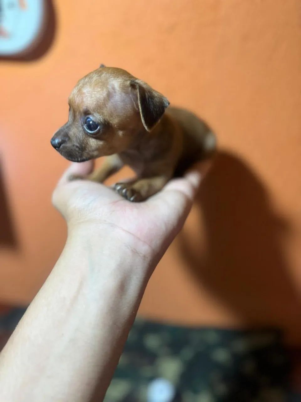 Cachorro pinscher micro  - Foto 2
