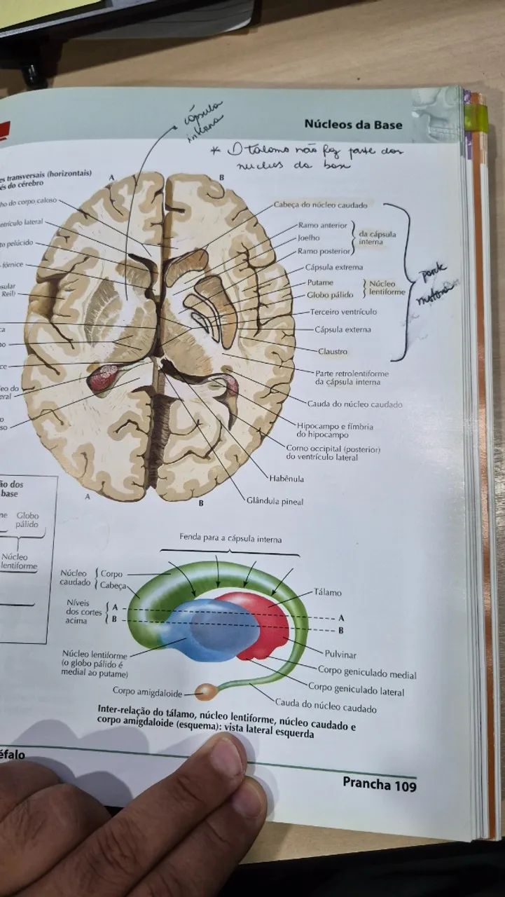 Netter. Atlas de Anatomia Humana 5 edição - Foto 3