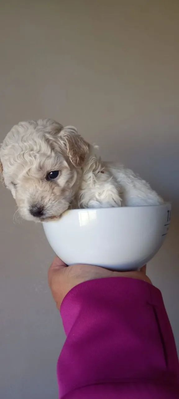 POODLE  MICRO  - Foto 4
