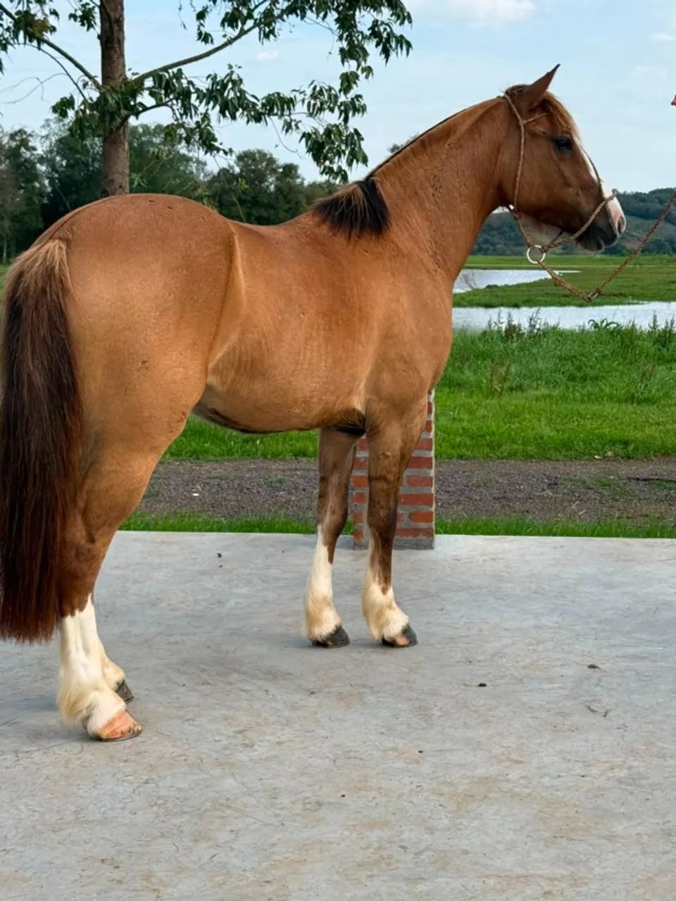 Cavalo Crioulo - Foto 2