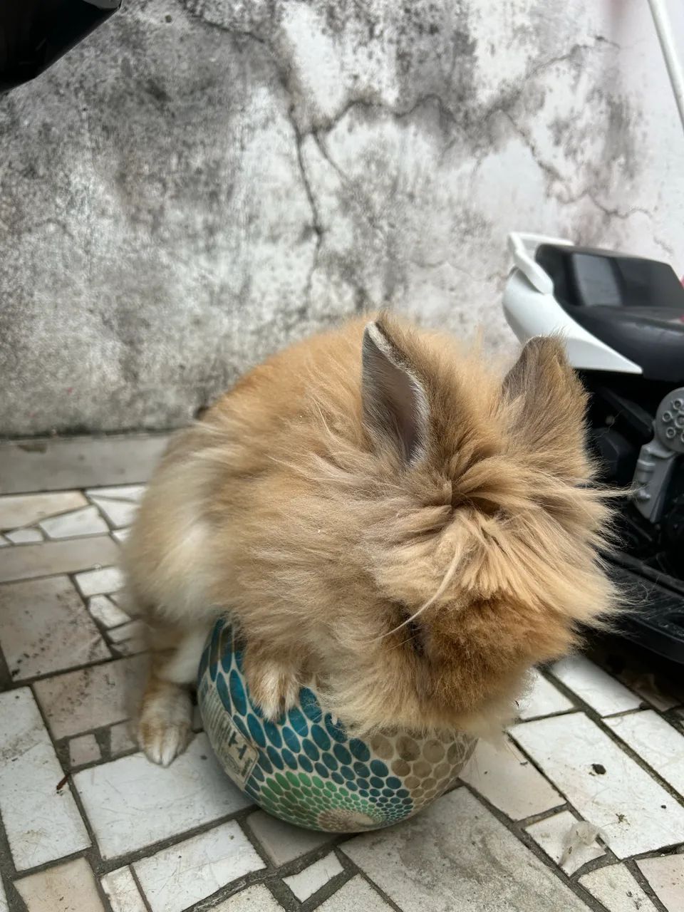 Coelho Lionhead  - Foto 5