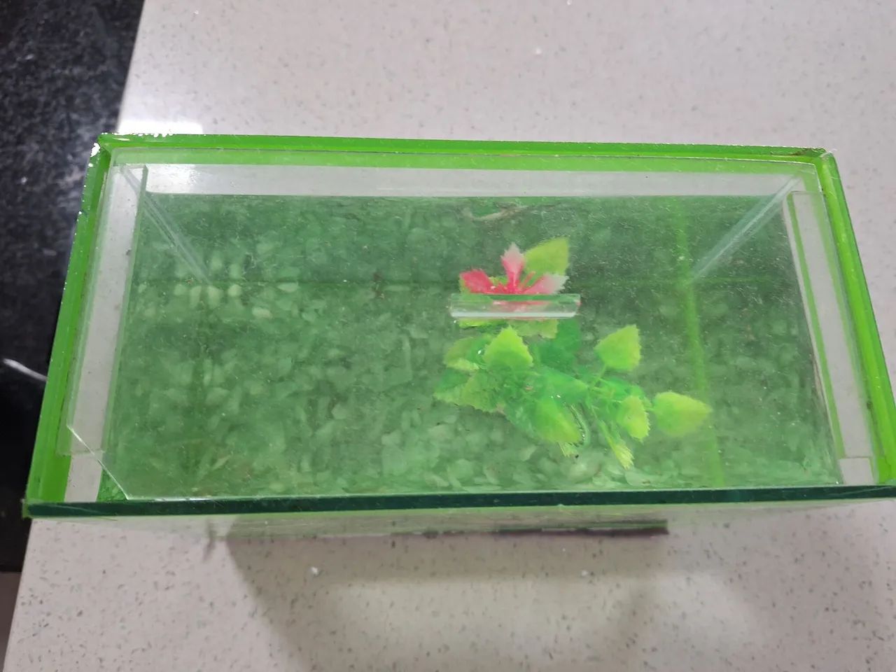 Aquário para peixe Beta