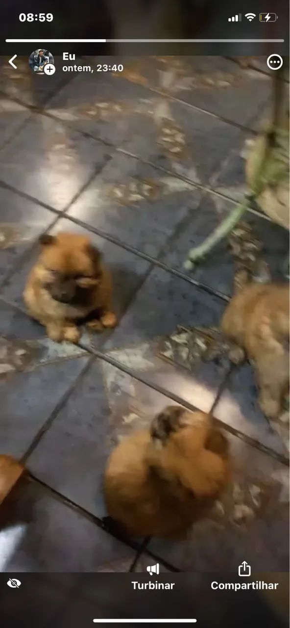 Chow Chow