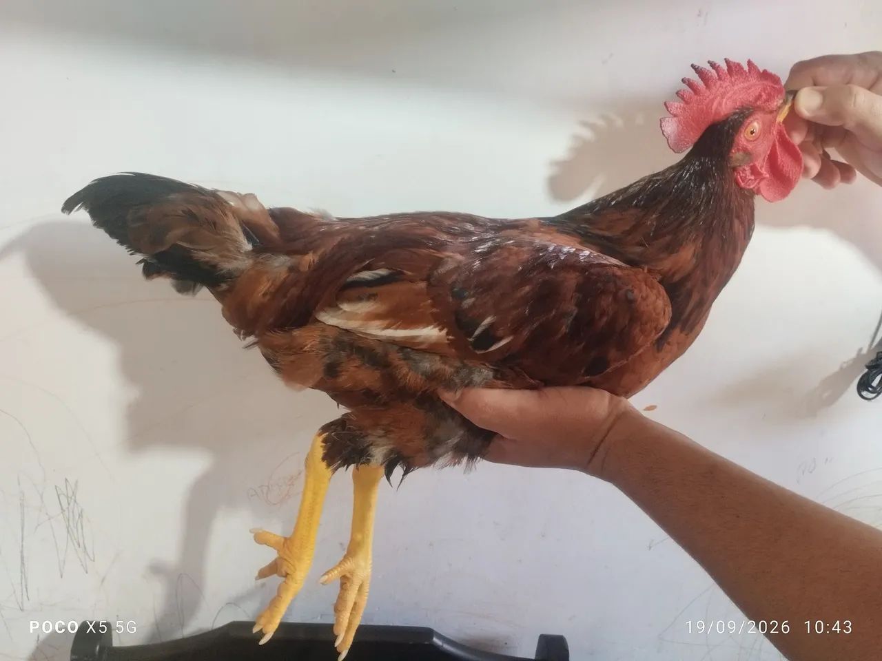 Rhode Island Red 
