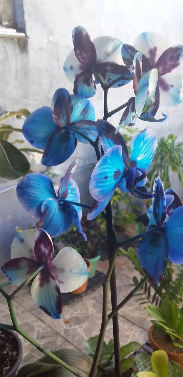 Orquídea Azul - Foto 4