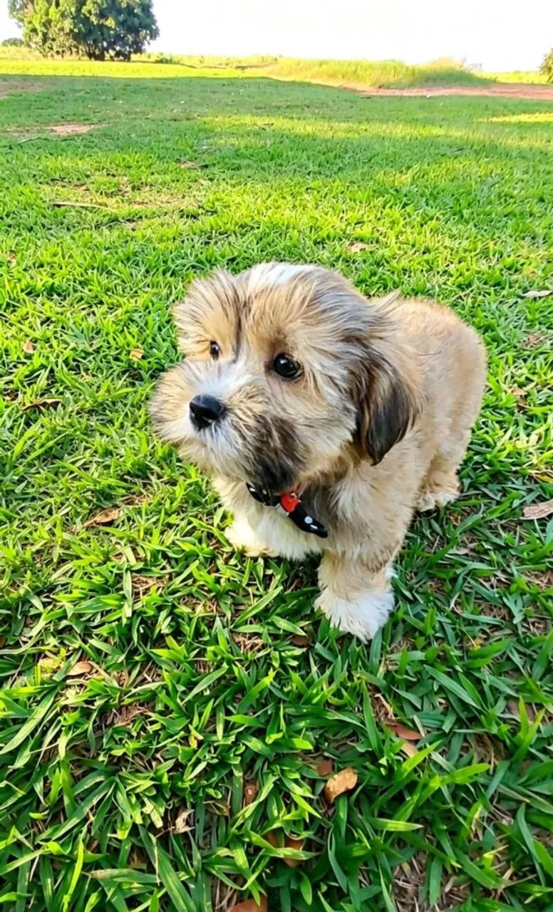 Lhasa Apso  - Foto 4