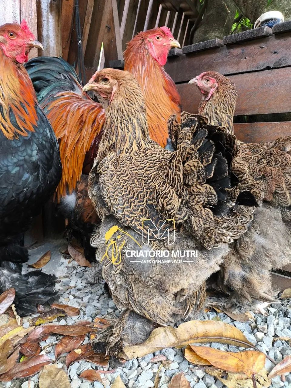 Ovos de galinha Brahma perdiz  - Foto 3