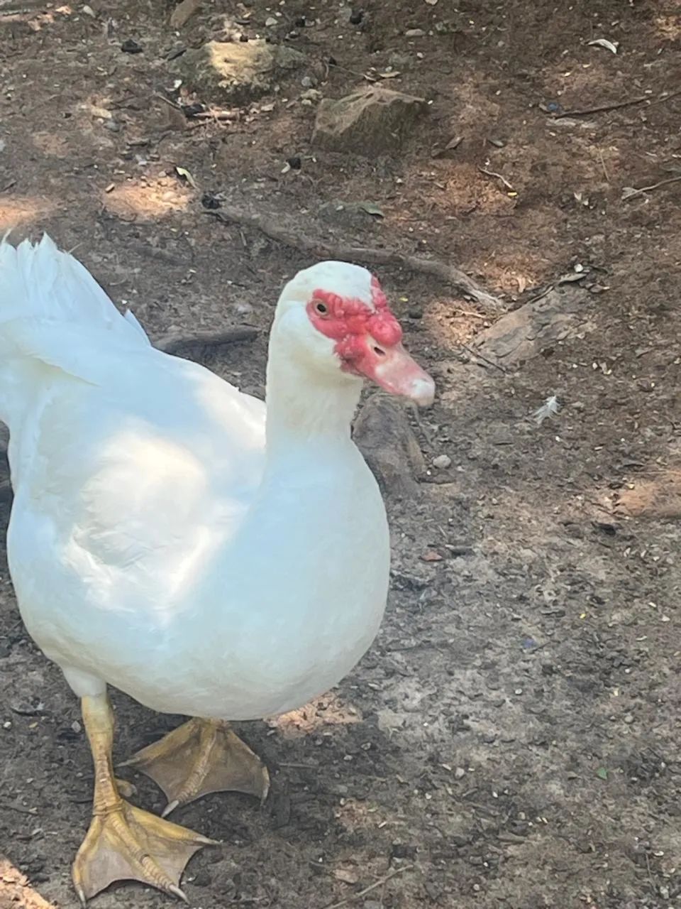 Pato Gigante Alemão - Macho - Foto 3