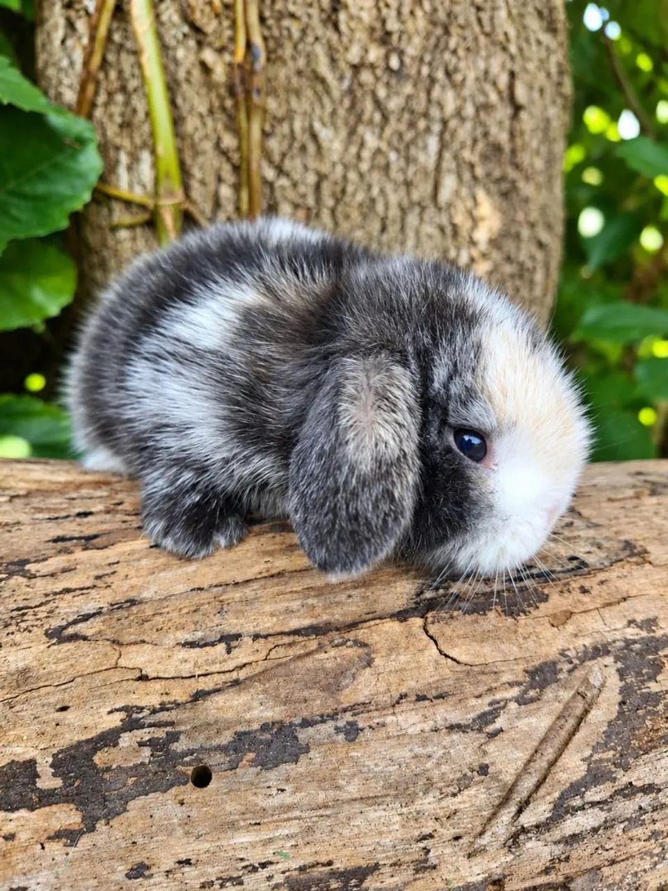 Mini lop uruguaio - Foto 3