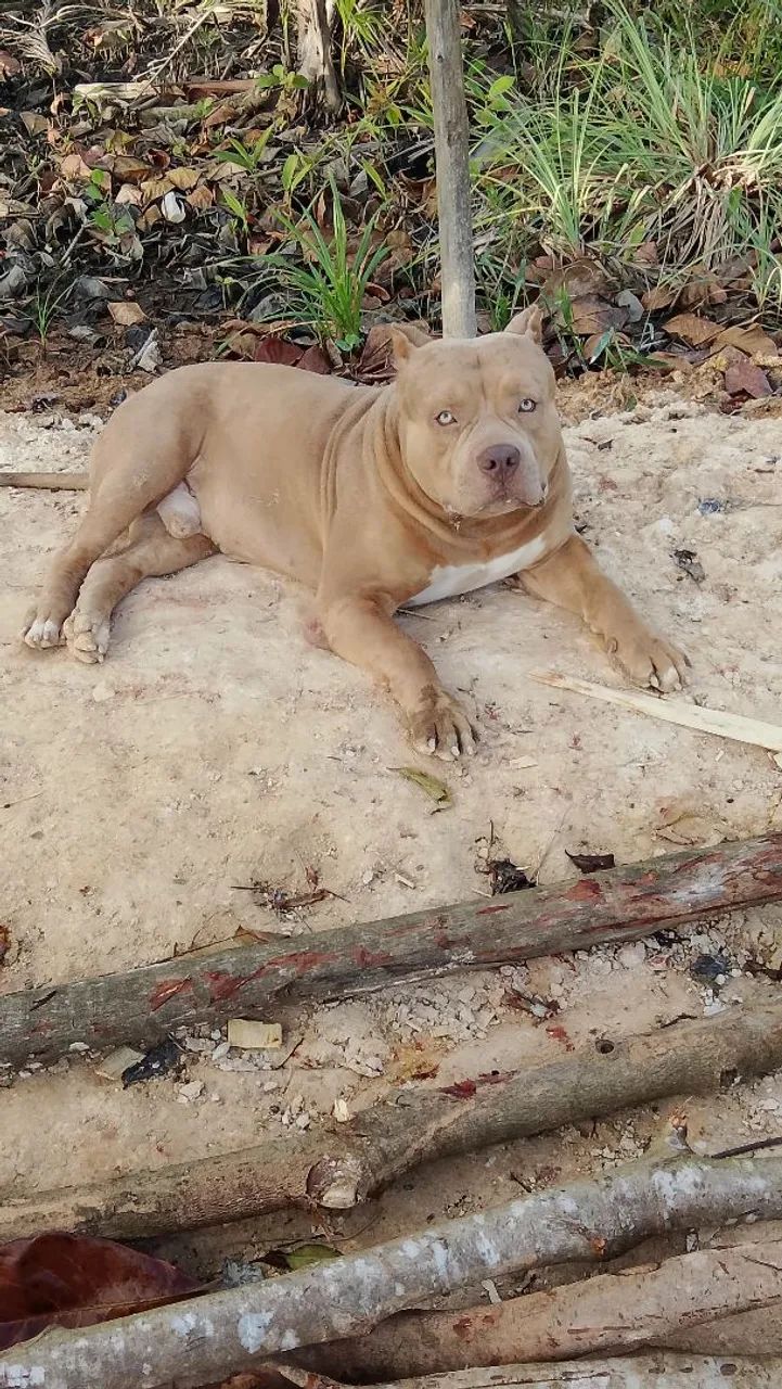Monster merle" cruza " - Foto 6