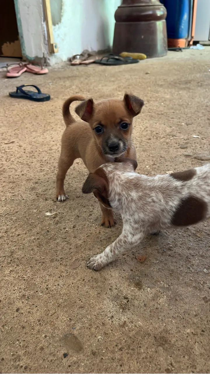 Cachorro pinscher - Foto 4