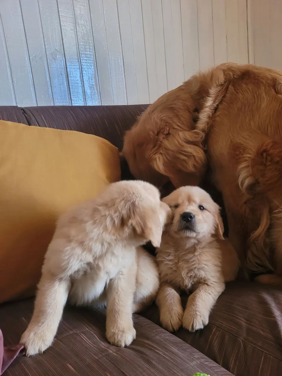 F Golden Retriever  - Foto 3