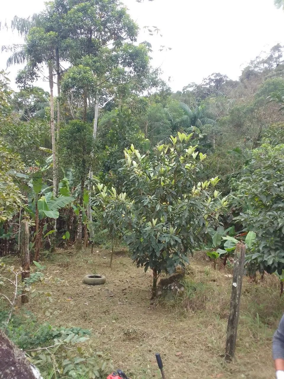 Terreno em Morretes  - Foto 2