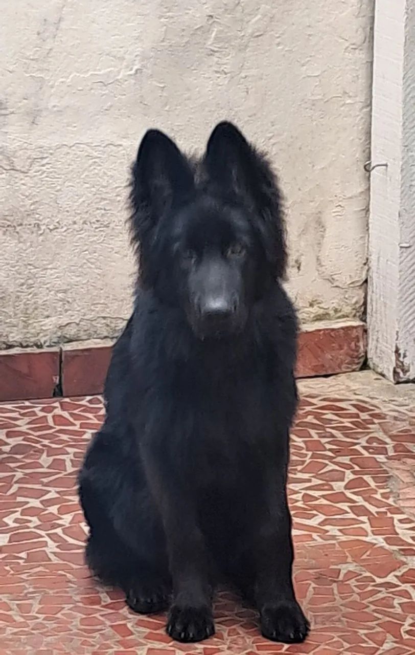 Pastor Alemão