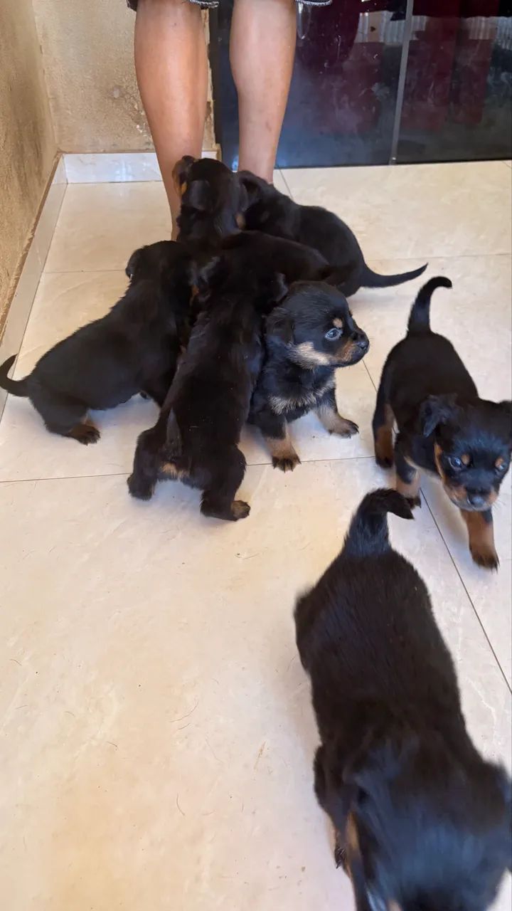 cachorro rottweiler  - Foto 3
