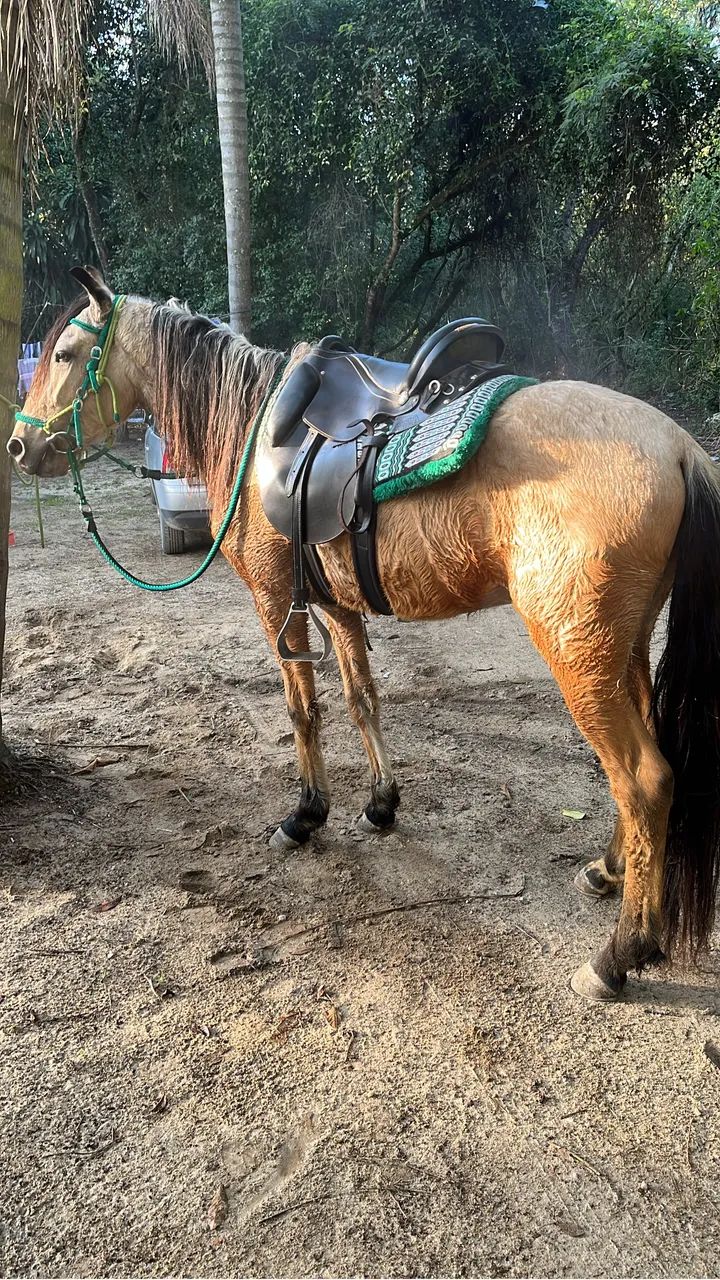 Sela Coqueluche Mangalarga Marchador pista - Foto 2