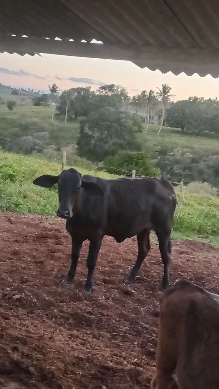 Vendo duas novilhas luxo - Foto 2