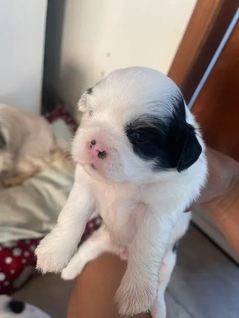 Vendo Shitzu - Foto 3