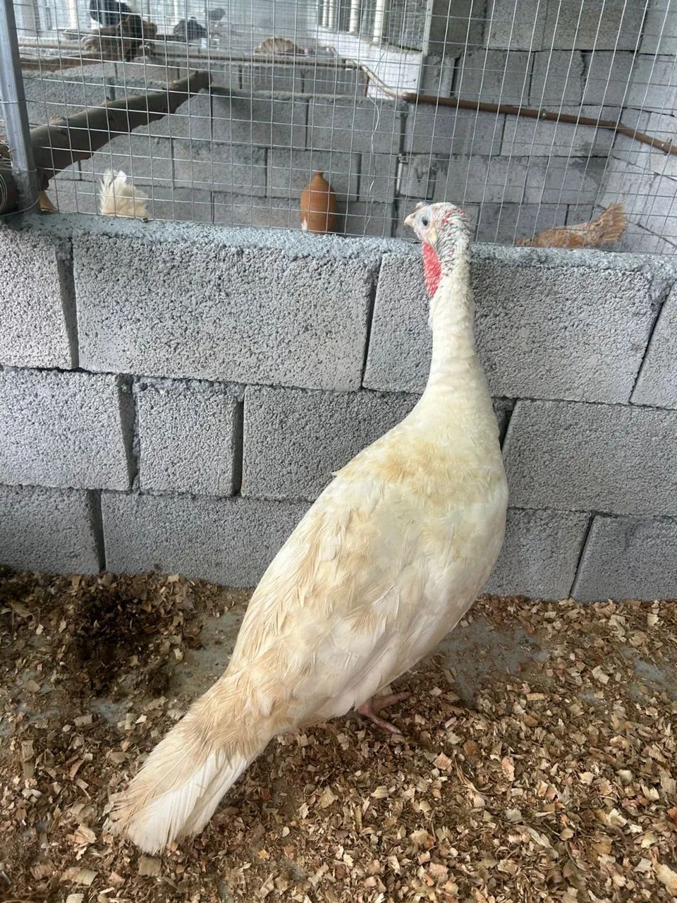 Peru Branco adulto - casal - Foto 2