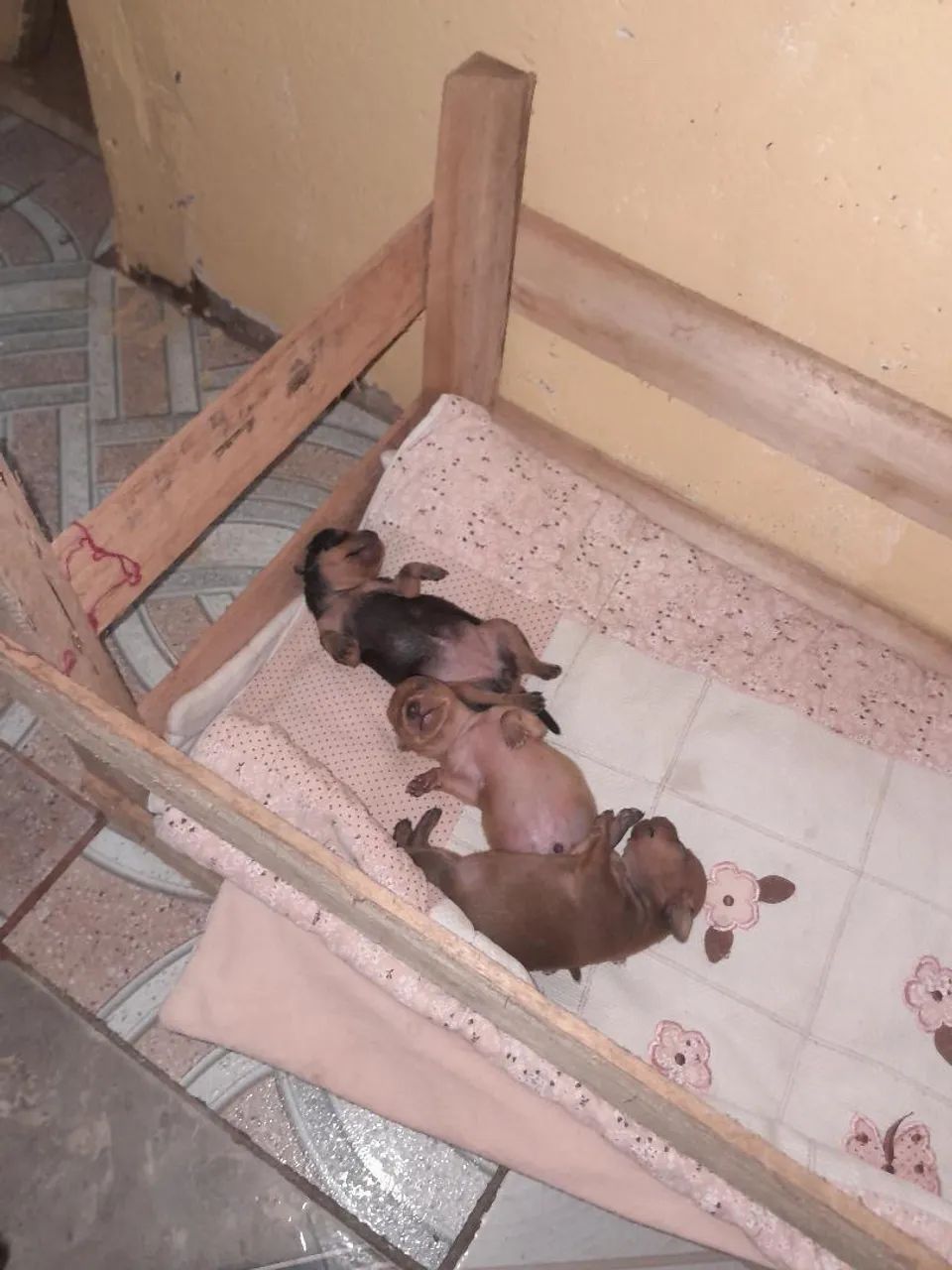 Cachorro pinscher puro