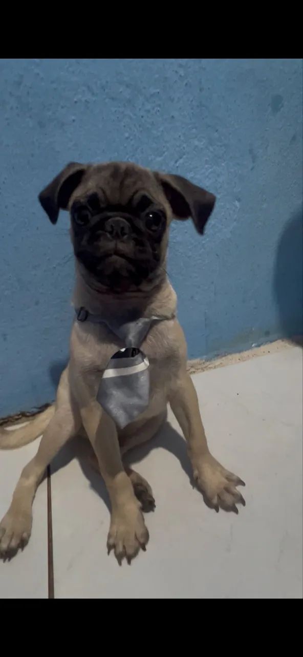 PUG 6 meses  - Foto 2