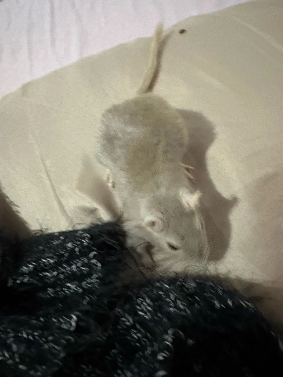 Dupla de Gerbil  - Foto 6
