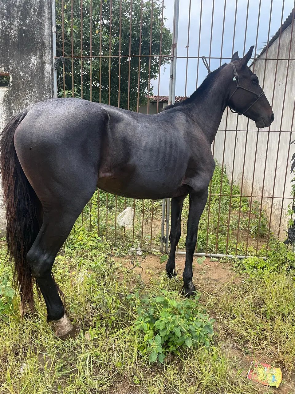 Vende-se égua mansa batida macio