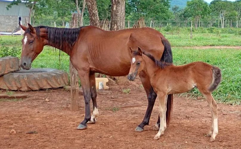 Potro ,Potras e Éguas  - Foto 2