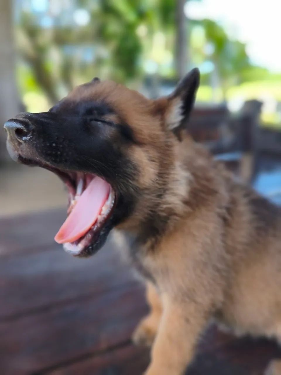 Pastor Belga Malinois  - Foto 2