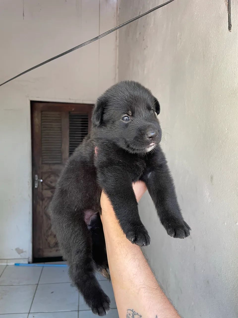Filhotes de Pastor Alemão  - Foto 3