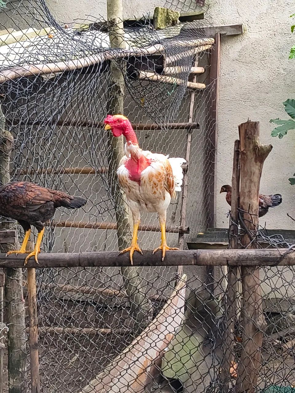 Vende-se dois galos! - Foto 5